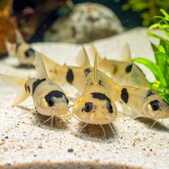 A school of corydoras catfish foraging together over soft sand substrate