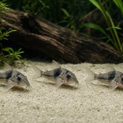 A group of corydoras catfish sifting fine sand with their barbels, snouts buried