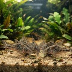A school of corydoras catfish feeding on sinking wafers at the bottom of the tank