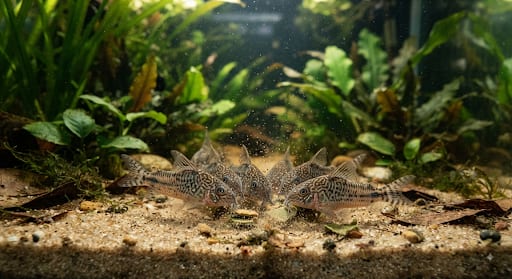 A school of corydoras catfish feeding on sinking wafers at the bottom of the tank