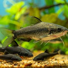 A group of corydoras catfish schooling together low over sand substrate