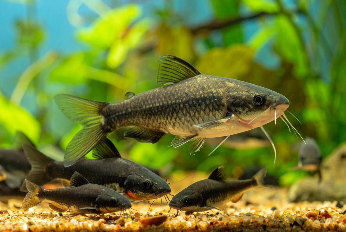 A group of corydoras catfish schooling together low over sand substrate