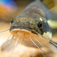 Close-up of a corydoras catfish foraging over sand substrate, showing its barbels