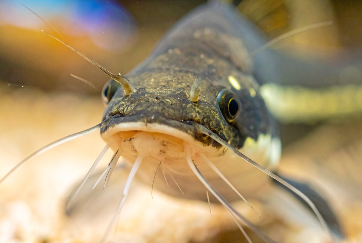 Close-up of a corydoras catfish foraging over sand substrate, showing its barbels