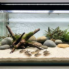 A corydoras catfish tank with soft sand substrate and a school foraging near the bottom