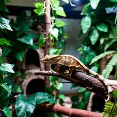Crested gecko in a fully equipped vertical arboreal enclosure