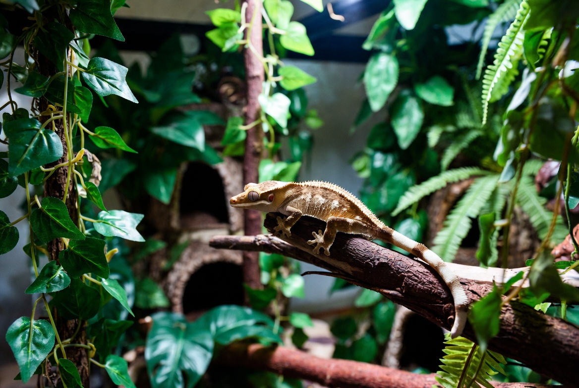 Crested gecko in a fully equipped vertical arboreal enclosure