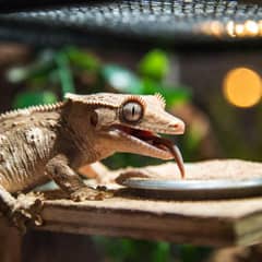 Crested gecko licking powdered crested gecko diet from a small dish