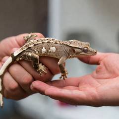 Crested gecko walking from one open hand to another
