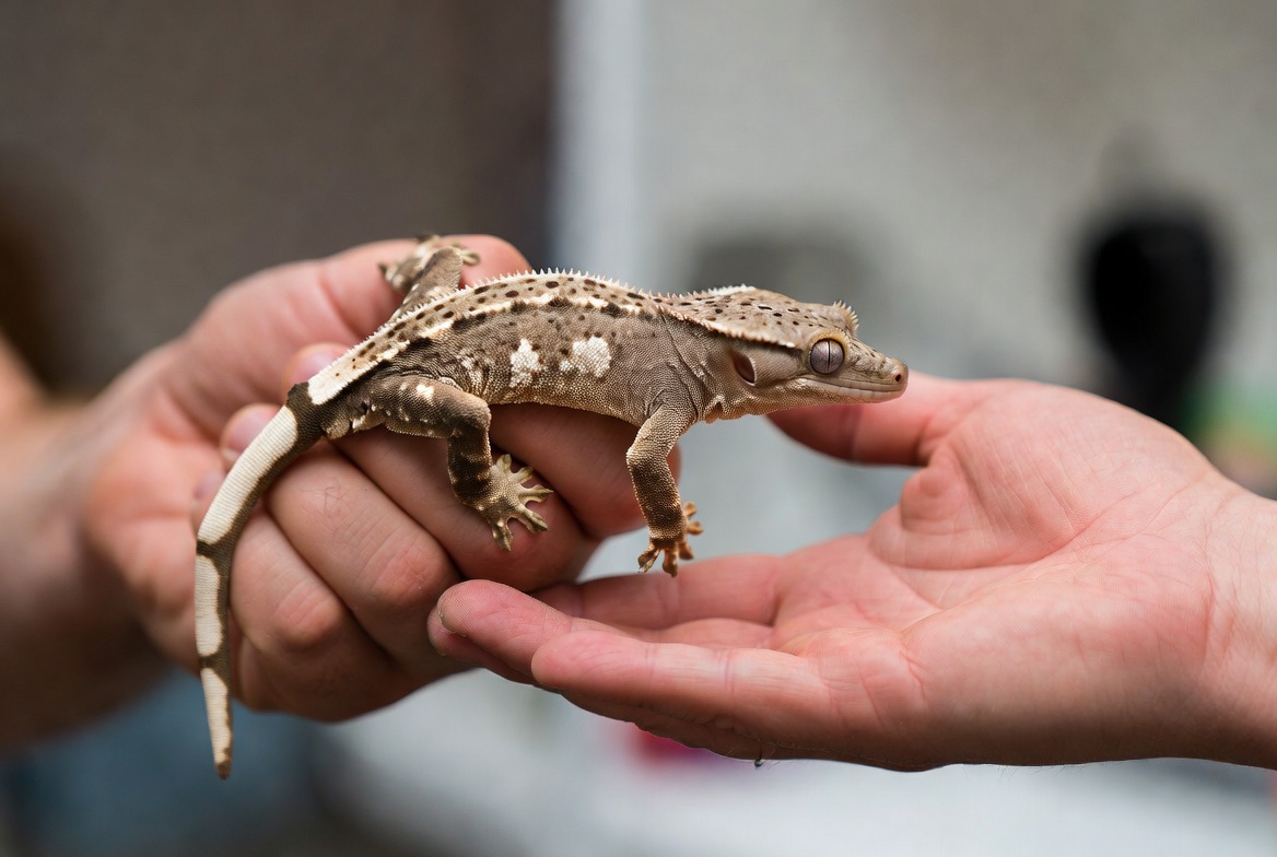Crested gecko walking from one open hand to another