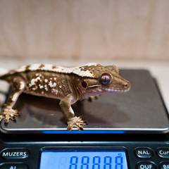 Crested gecko being weighed on a gram scale during a health check