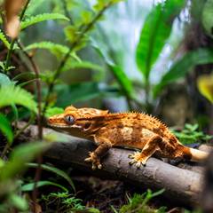 Crested gecko in a lush, humid tropical terrarium with visible mist and condensation