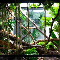 Vertical crested gecko enclosure with branches, vines, and foliage