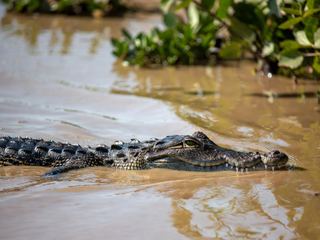 A crocodile lying half submerged at the edge of a muddy river, eyes and snout above the waterline