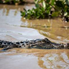 A crocodile lying half submerged at the edge of a muddy river, eyes and snout above the waterline