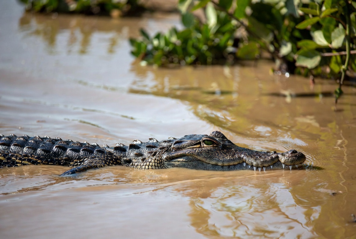 A crocodile lying half submerged at the edge of a muddy river, eyes and snout above the waterline