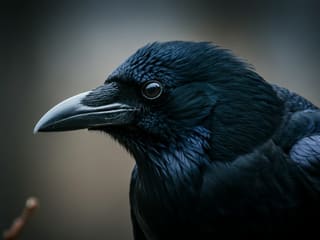 A close-up portrait of an American crow (Corvus brachyrhynchos) perched on a branch, its glossy black feathers and sharp intelligent eyes in sharp focus against a softly blurred background