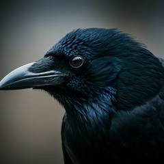 How Smart Are Crows? Crow Intelligence Explained
