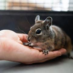 Person letting a degu climb onto their open hand