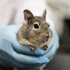 Degu being examined by an exotic veterinarian
