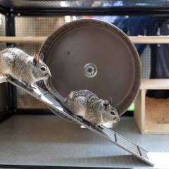 Tall multi-level degu enclosure with ramps, a solid wheel, and a wooden nest box