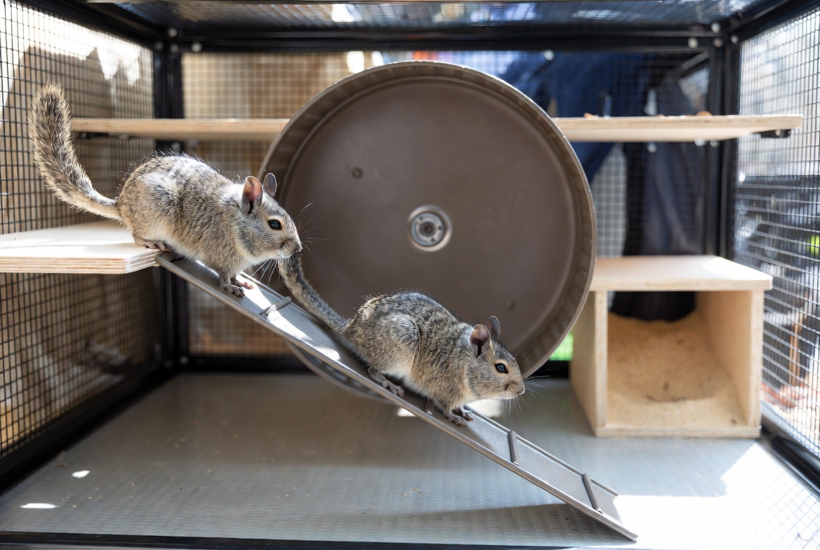 Tall multi-level degu enclosure with ramps, a solid wheel, and a wooden nest box
