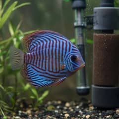 Discus fish swimming in a tall, well-filtered planted aquarium