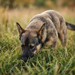 A dog nose-down working a scent trail through long grass