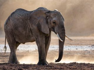 An African elephant standing side-on in dust and low light, its feet planted on dry cracked ground