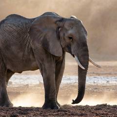 An African elephant standing side-on in dust and low light, its feet planted on dry cracked ground