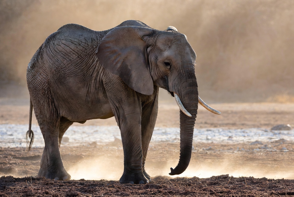 An African elephant standing side-on in dust and low light, its feet planted on dry cracked ground