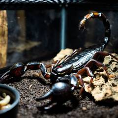 Emperor scorpion beside its enclosure setup and feeder insects