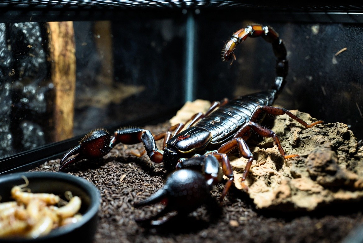 Emperor scorpion beside its enclosure setup and feeder insects