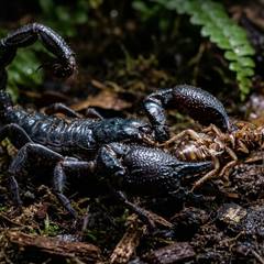 An emperor scorpion tearing apart a feeder insect with its pincers