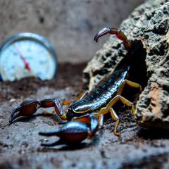 Emperor scorpion resting near its humid hide during a health check