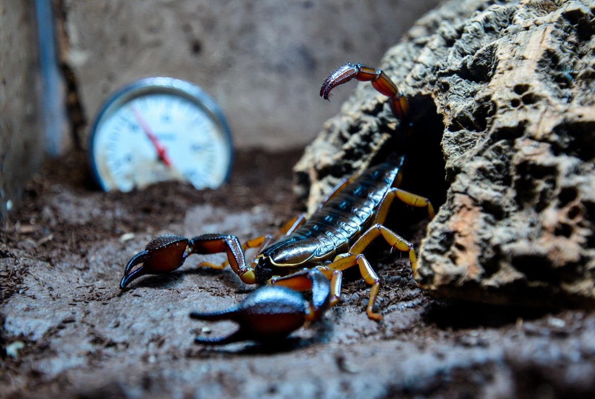 Emperor scorpion resting near its humid hide during a health check