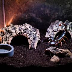 Emperor scorpion enclosure with deep substrate, cork bark hide, and shallow water dish