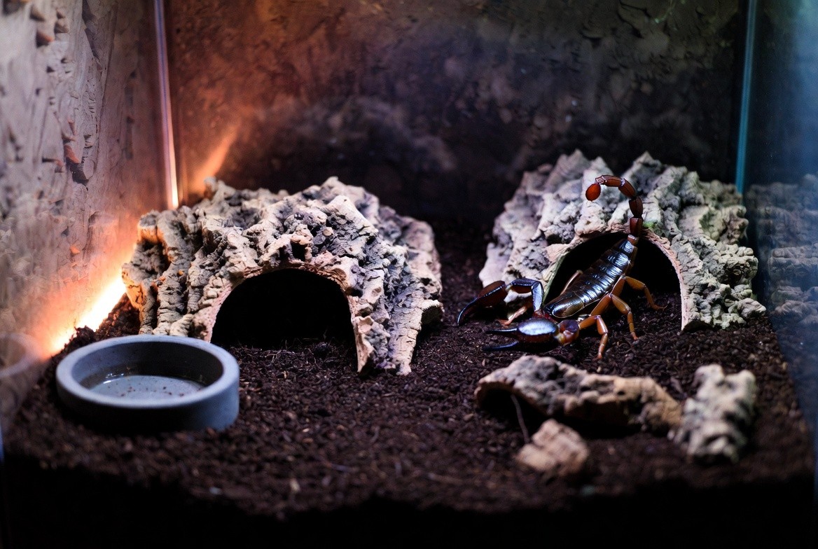 Emperor scorpion enclosure with deep substrate, cork bark hide, and shallow water dish