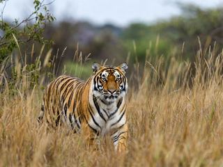 A Bengal tiger walking toward the camera through tall dry grass, looking directly ahead