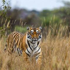 A Bengal tiger walking toward the camera through tall dry grass, looking directly ahead