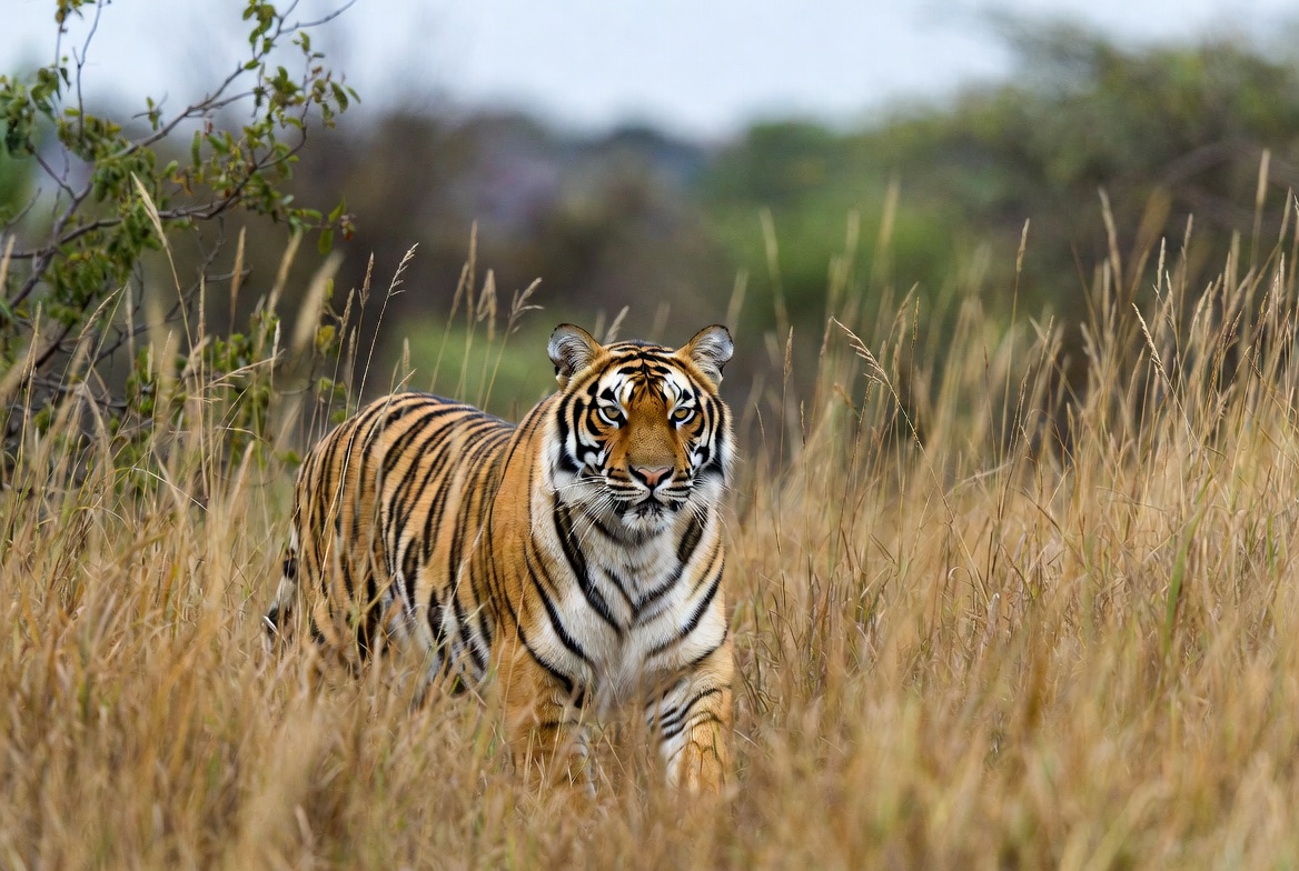 A Bengal tiger walking toward the camera through tall dry grass, looking directly ahead