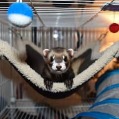 Ferret sitting next to its cage and everyday supplies