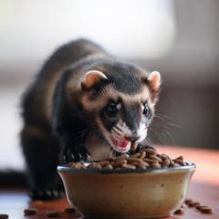 Ferret eating from a bowl of high-protein kibble