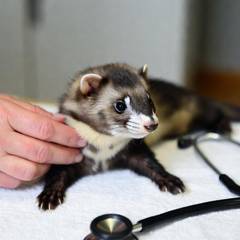 Ferret undergoing a wellness check with an exotic veterinarian
