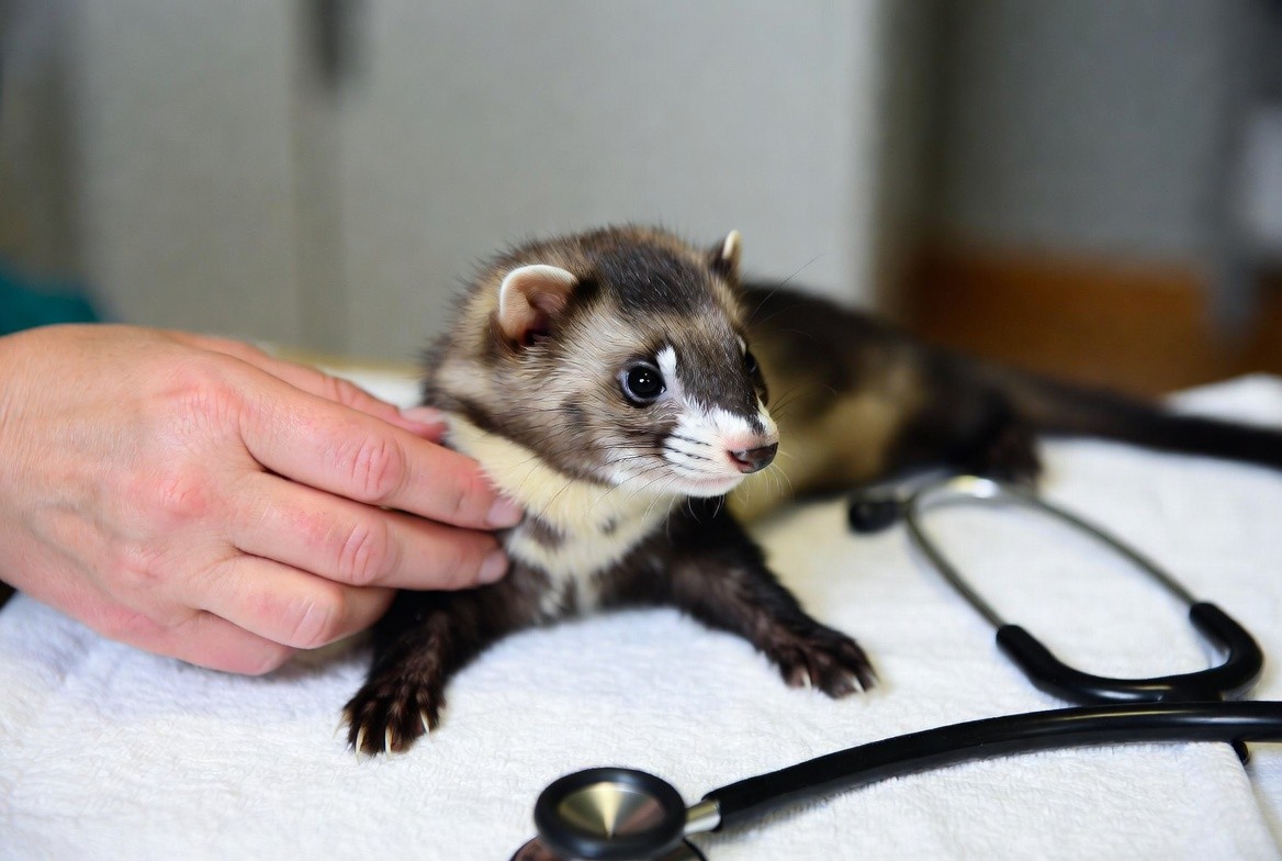 Ferret undergoing a wellness check with an exotic veterinarian