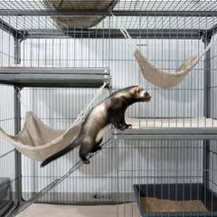 Multi-level ferret cage with hammocks, ramps, and a litter box