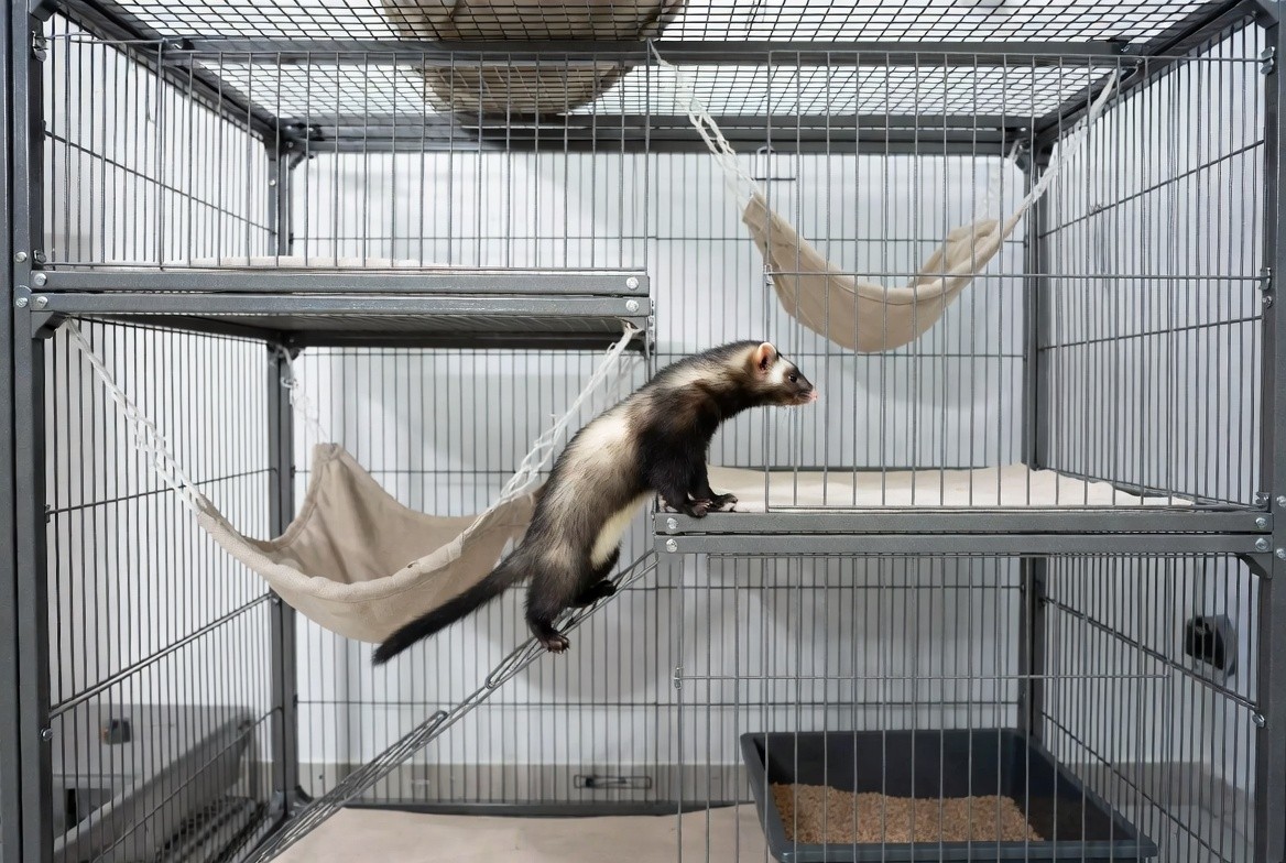 Multi-level ferret cage with hammocks, ramps, and a litter box