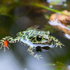 Oriental fire-bellied toad floating at the water surface of a paludarium