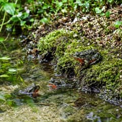 Two fire-bellied toads on a mossy bank beside shallow planted water