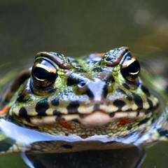 Oriental fire-bellied toad resting in clean, filtered water inside a paludarium